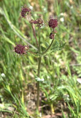 2009-04-20_28 Purple Sanicle Cropped TN.jpg - 50429 Bytes